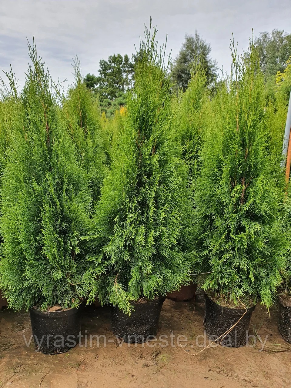Туя  западная  Смарагд  (Thuja occidentalis  Smaragd) 110-140см