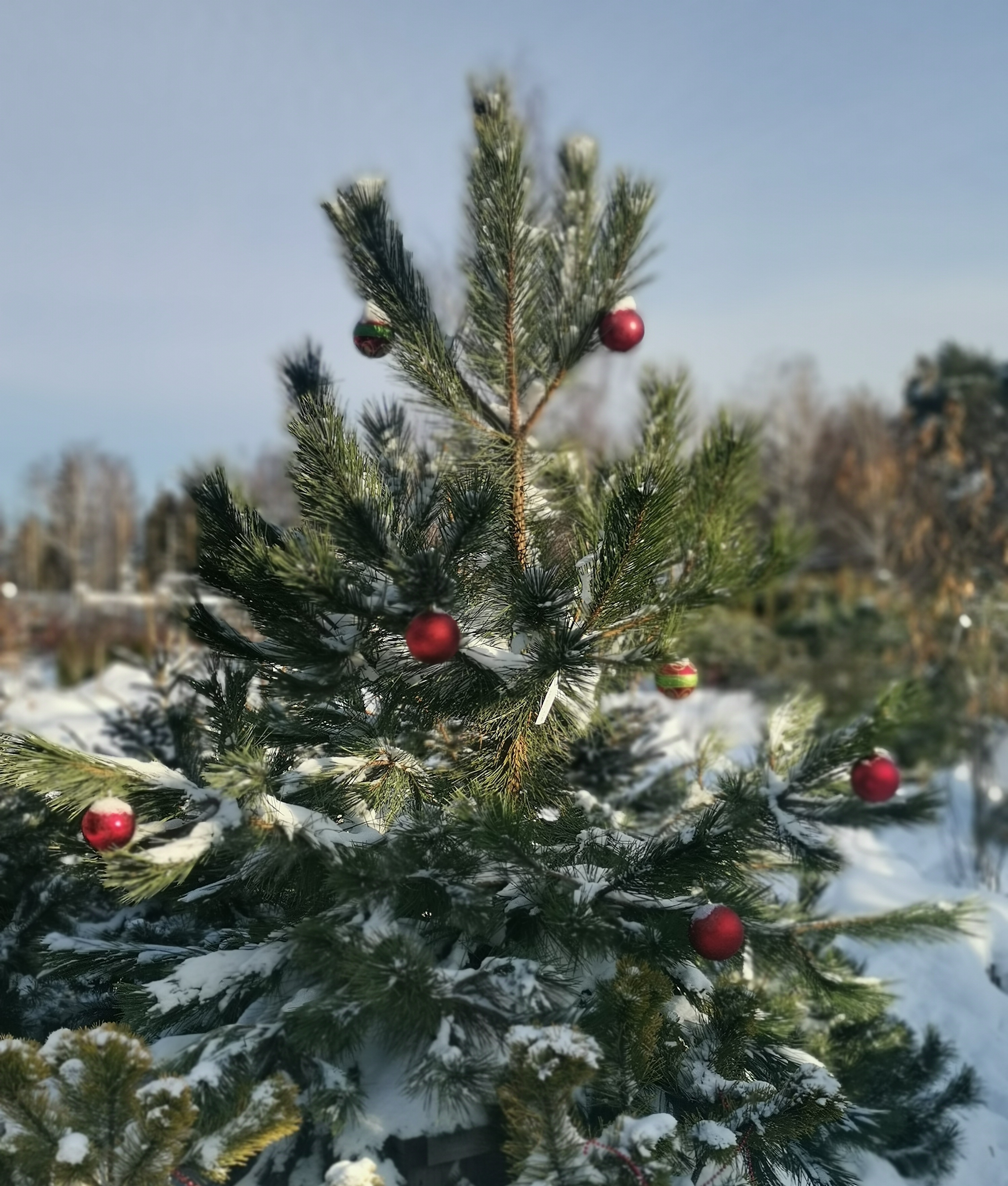 Сосна черная австрийская (Pinus nigra var. austriaca) С50 220 см формированная