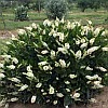 Клетра (Clethra), С3, выс:80-100 см