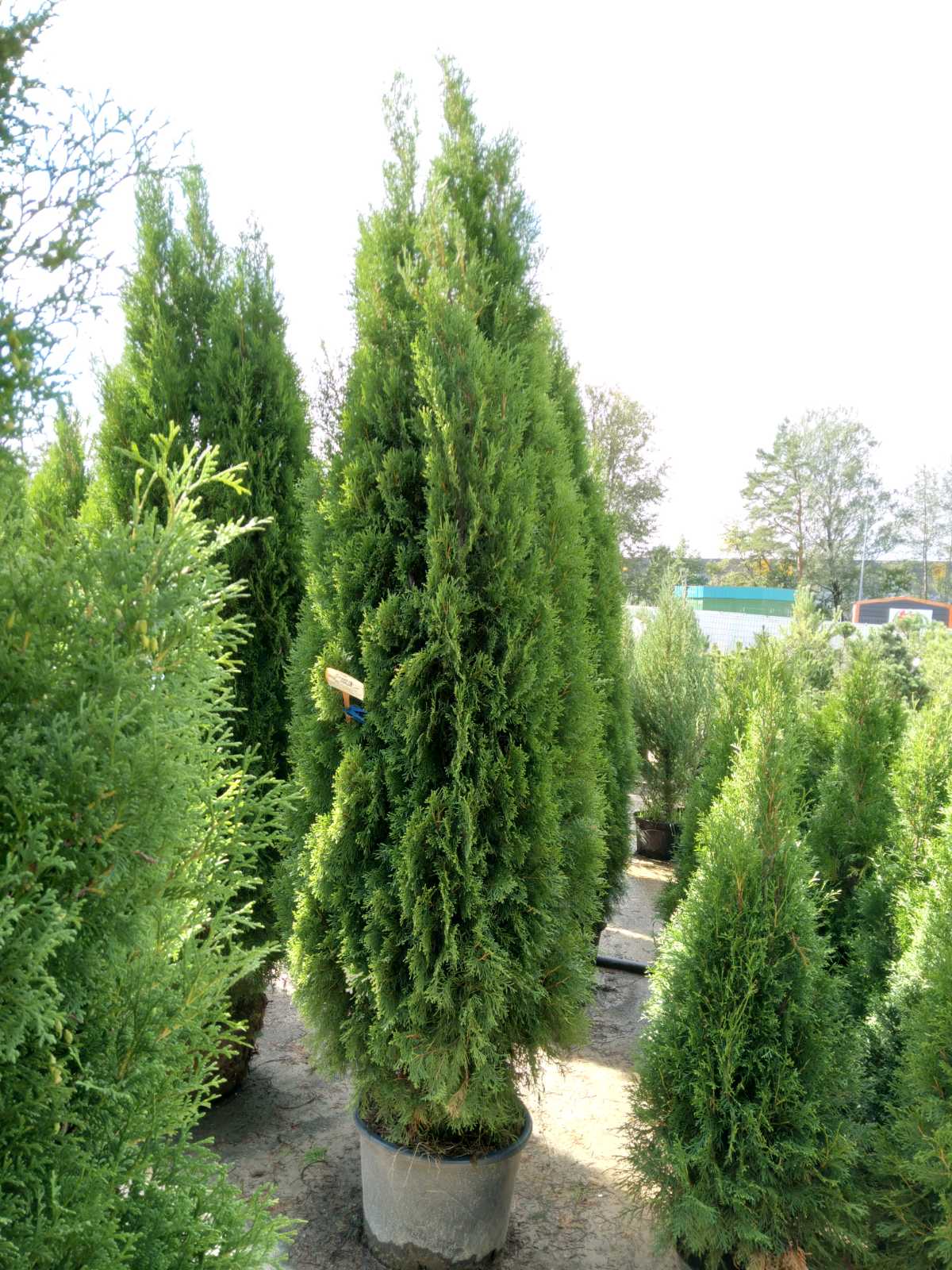 Туя  западная  Смарагд  (Thuja occidentalis  Smaragd) 250-260 см