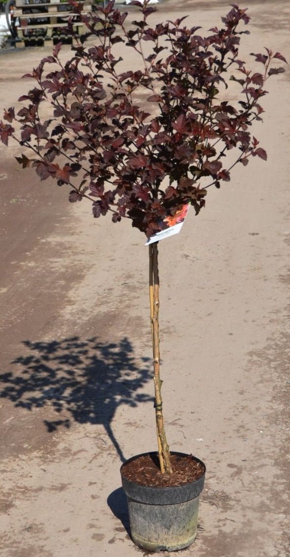 Пузыреплодник калинолистный Дьябло  (Physocarpus opulifolius &lsquo;Diabolo&rsquo;) ШТАМБ, С20, выс:110-160см