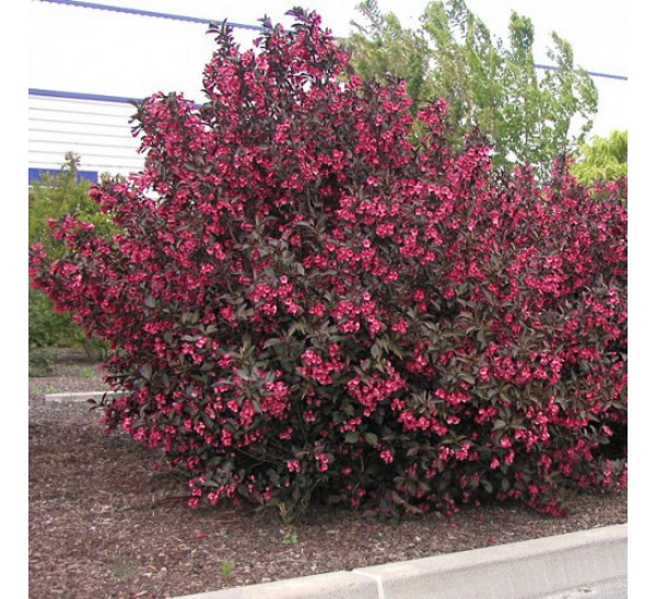 Вейгела Александра (Weigela florida Alexandra), С3, выс: 20 см