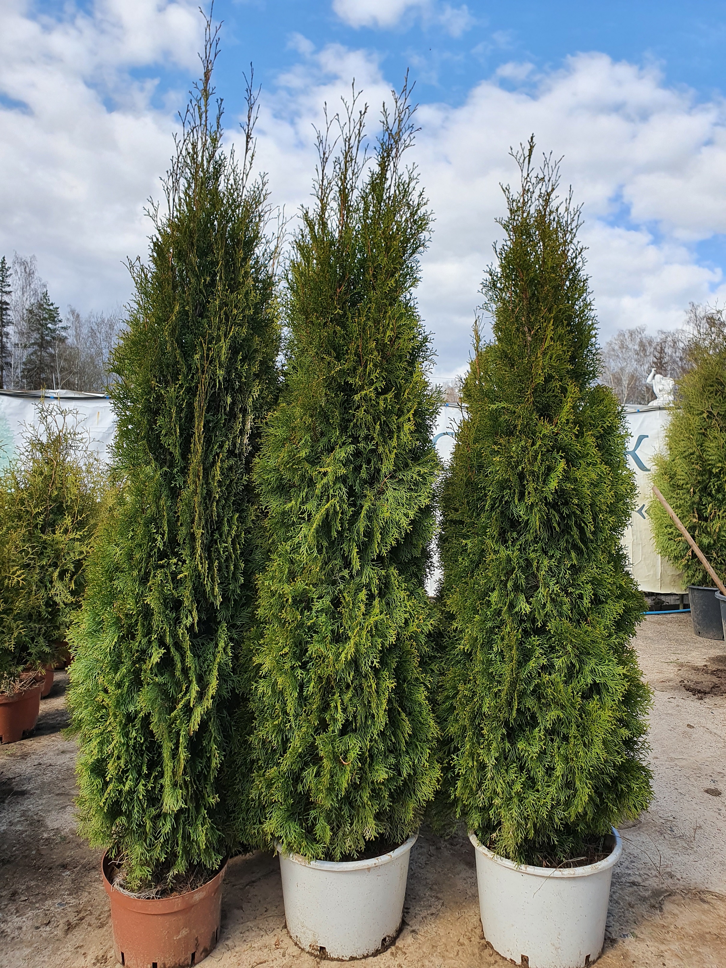 Туя  западная  Смарагд  (Thuja occidentalis  Smaragd) 180-200см