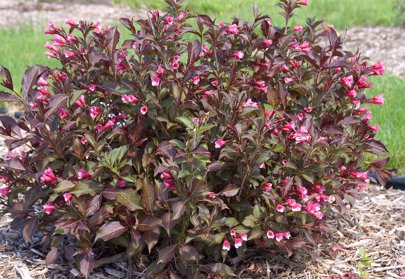 Вейгела цветущая Танго (Weigela florida `Tango`) С1.5, выс: 30-40 см