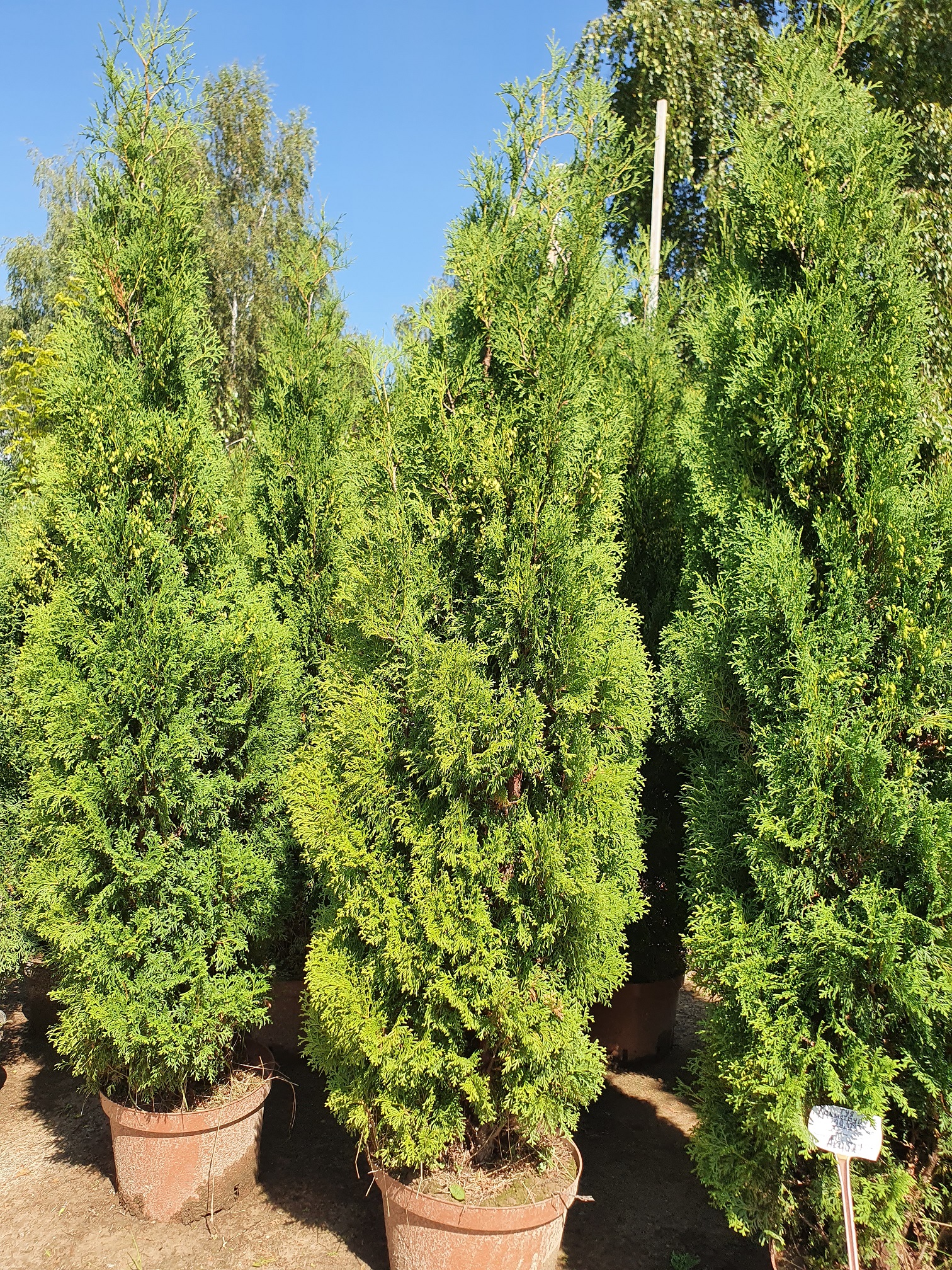 Туя западная Холмструп (Thuja occidentalis Holmstrup) выс. 250-270см