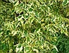 Клен ясенелистный "Элеганс" (Acer negundo Elegans), С10