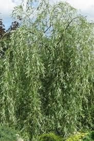 Ива плакучая Гном С3, выс: 70-130 см
