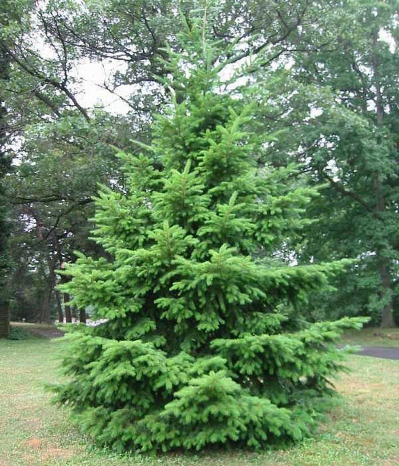 Псевдотсуга Мензиеса (Pseudotsuga menziesii) С3, выс. 50-60 см