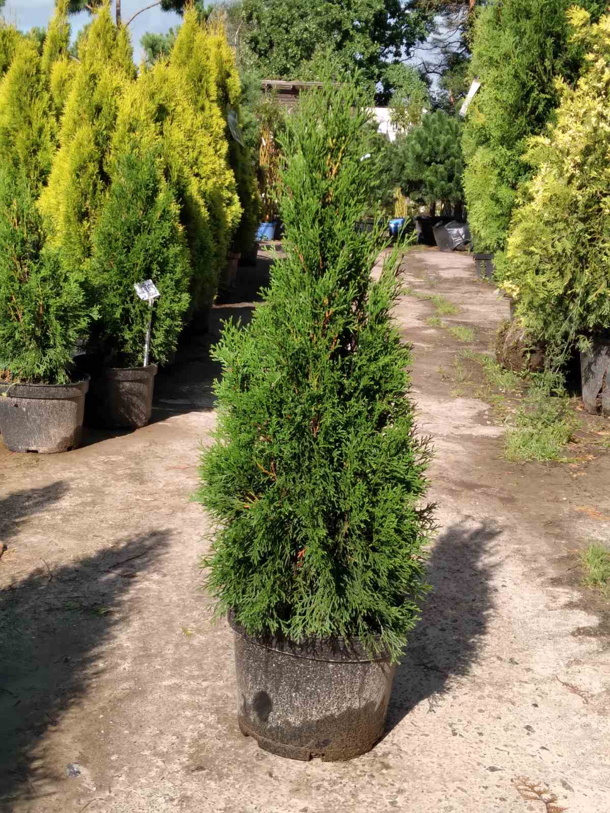 Туя  западная  Смарагд  (Thuja occidentalis  Smaragd) 100-120 см