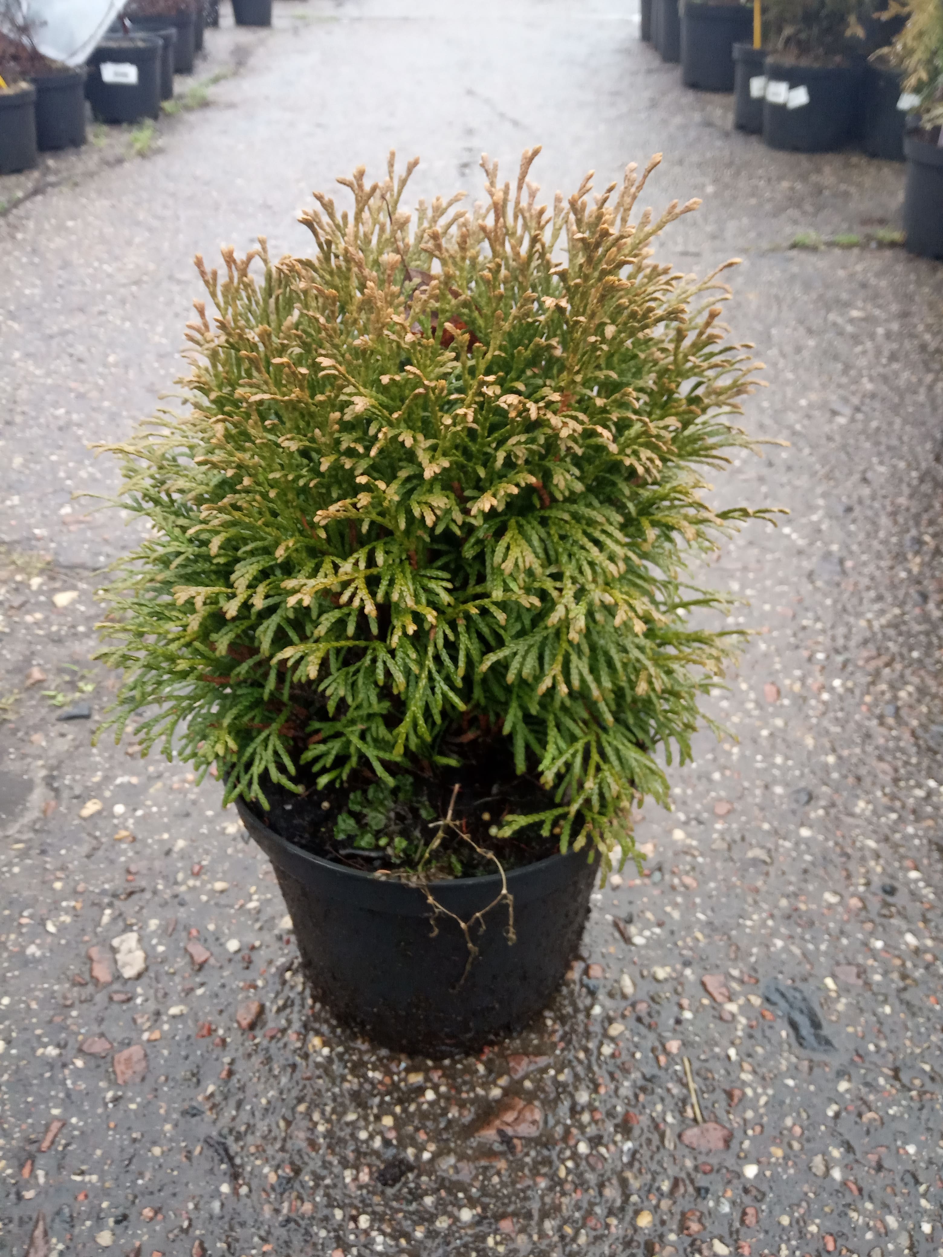 Туя западная Литл Джем Thuja occidentalis Little Gem