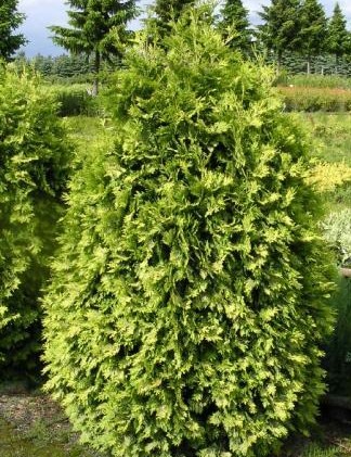 Туя западная Вареана Лютесценс (Thuja occidentalis Wareana Lutescens) С3, выс. 90-100 см