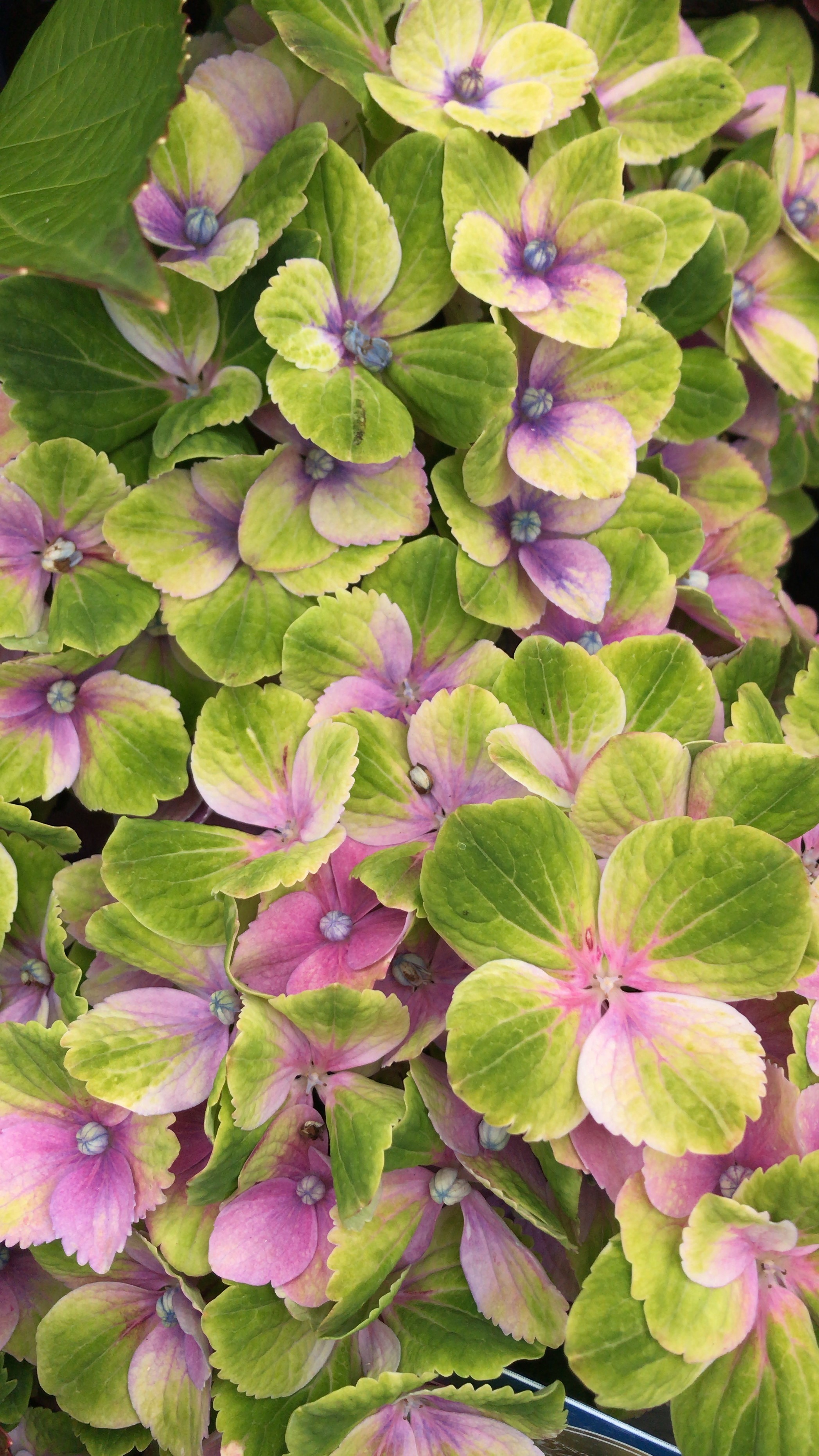 Гортензия Макрофила фиолетово-зелёная (Hydrangea macrophylla)