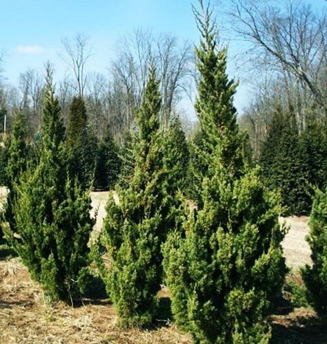 Можжевельник китайский  Робуста Грин  (Juniperus chinensis  &lsquo;Robusta Green&rsquo;), С3, выс:40-50см