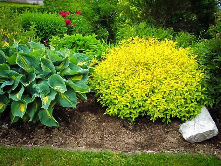 Спирея японская Голд Маунд (Spiraea japonica Gold Mound) С2, 30-40 см