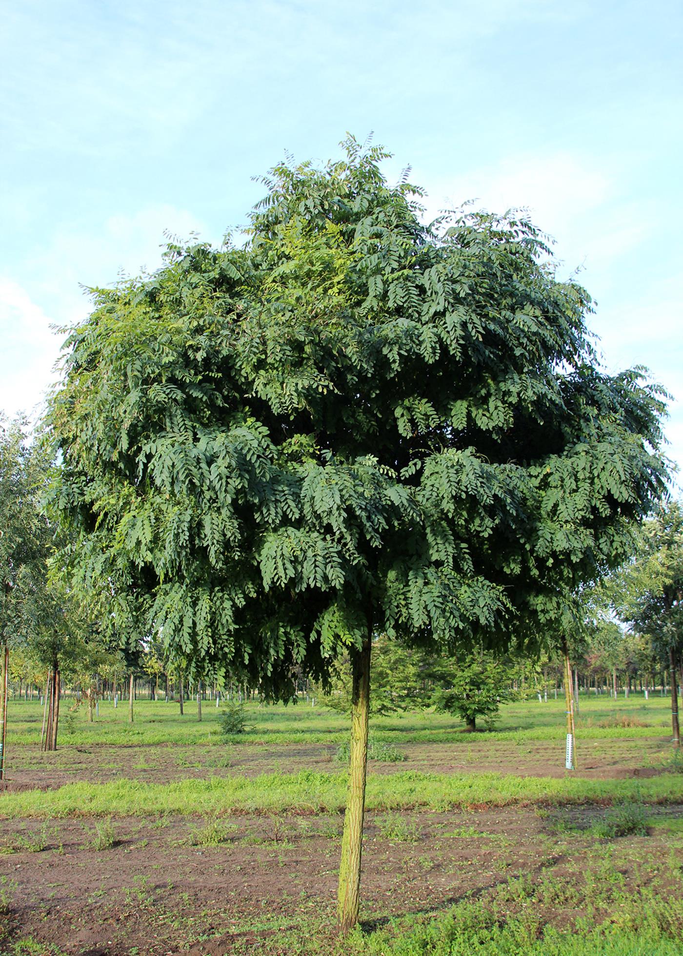 Акация шаровидная или робиния Умбракулифера (Robinia pseudoacacia Umbraculifera) С20
