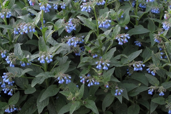 Окопник лекарственный (Symphytum officinale) C2