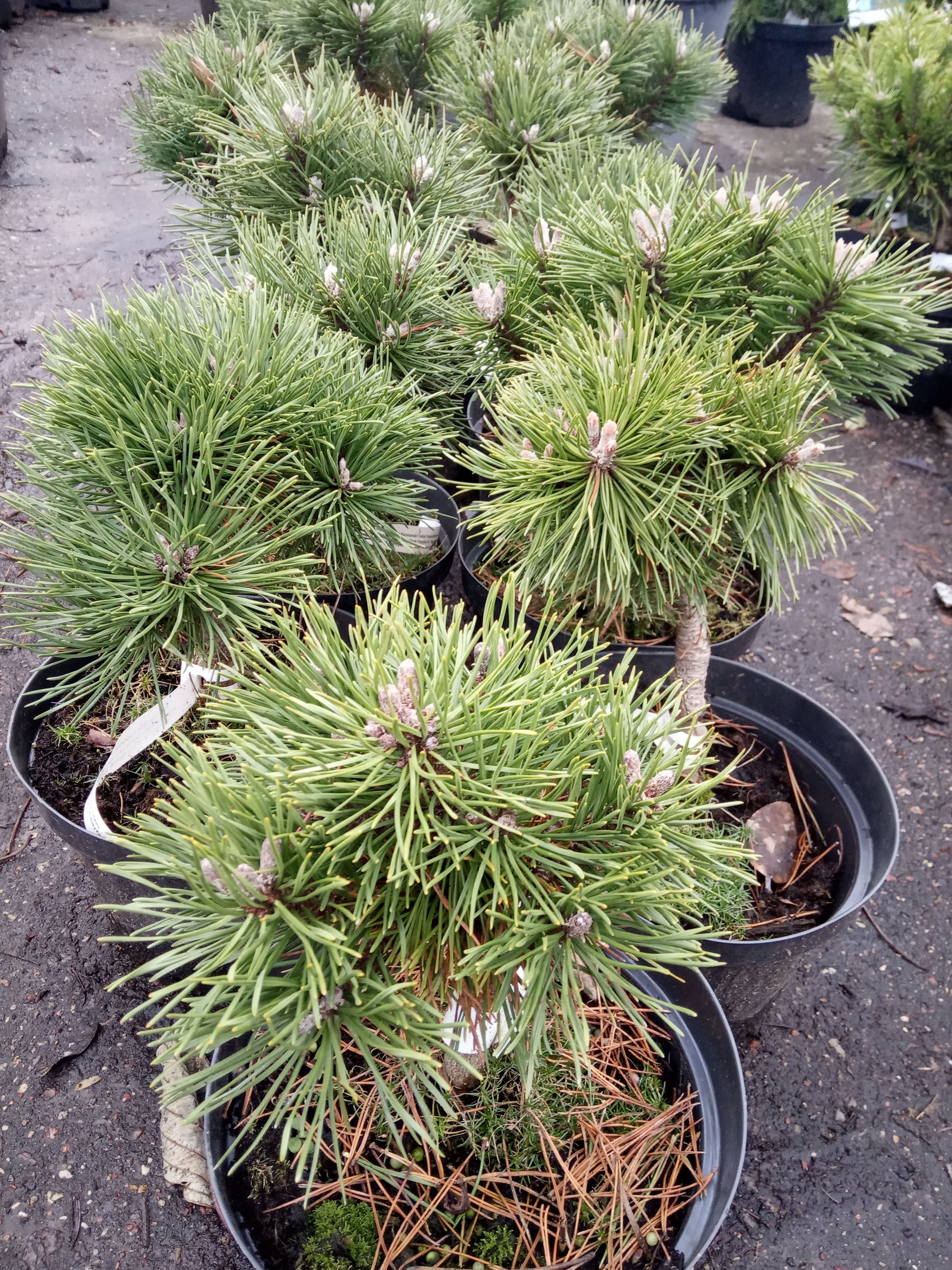 Сосна горная Литл Леди (Pinus mugo Little Lady) С5 Выс 30-40см