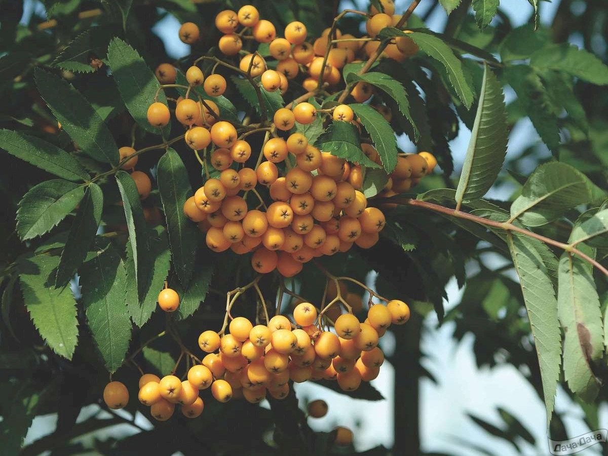 Рябина Арнольда "Голден Вондер"  (Sorbus arnoldiana 'Golden Wonder') , С20