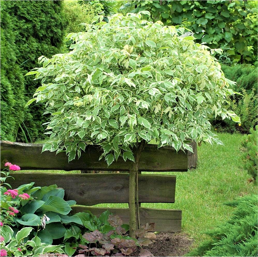 Дерен белый Элегантиссима (Cornus alba 'Elegantissima') штамб, С10, выс. 130-160 см