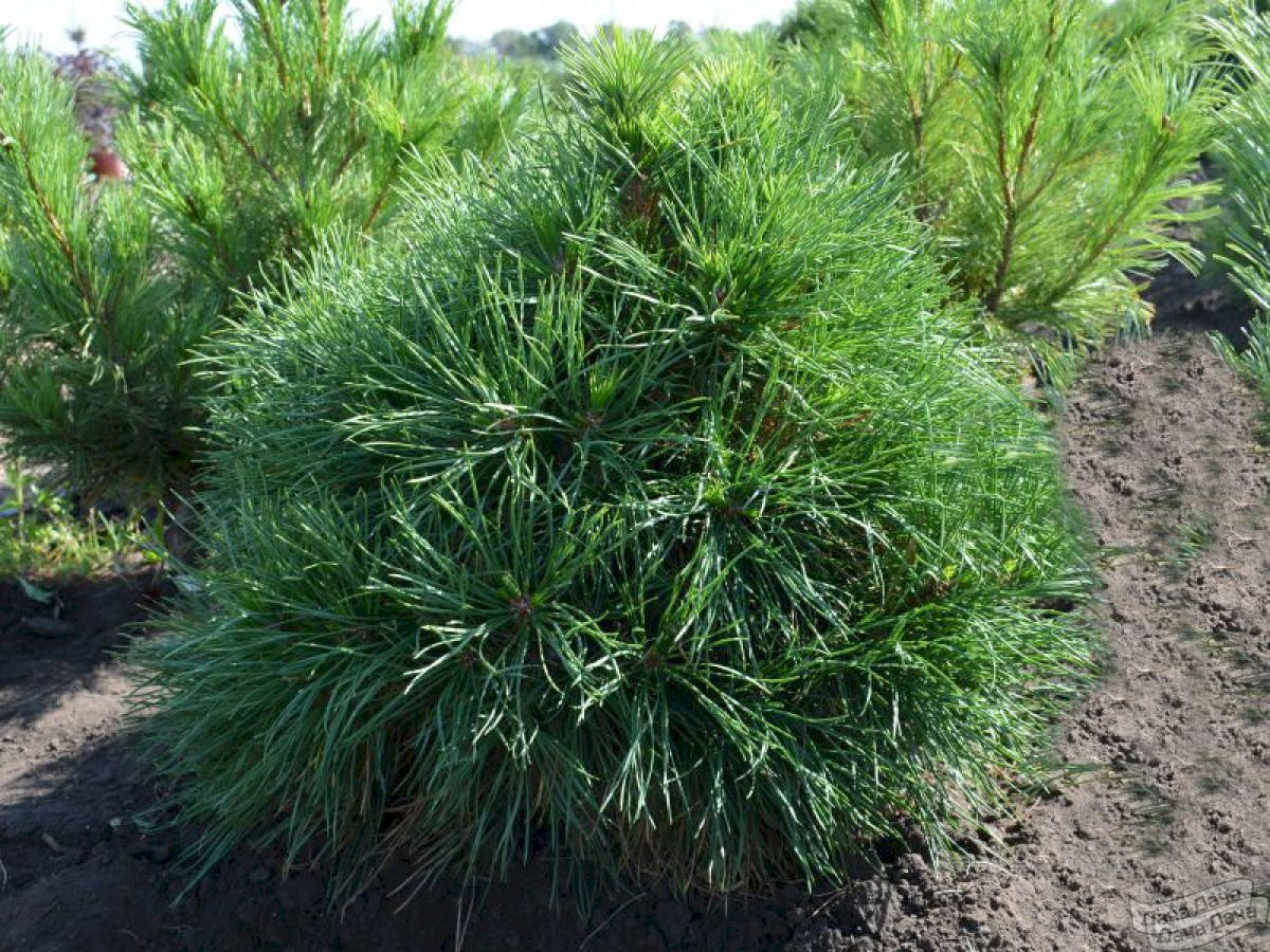 Сосна обыкновенная Глобоза Виридис ("Globosa Viridis"), С10, выс:80-110см