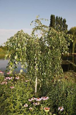 Береза полезная Лонг Транк ​​​​​​(Betula utilis Long Trunk), С15, выс: 200 см