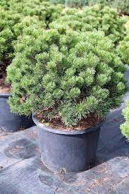 Сосна горная костер коттер (Pinus mugo Klosterk&ouml;tter) С5 В.35-40 см