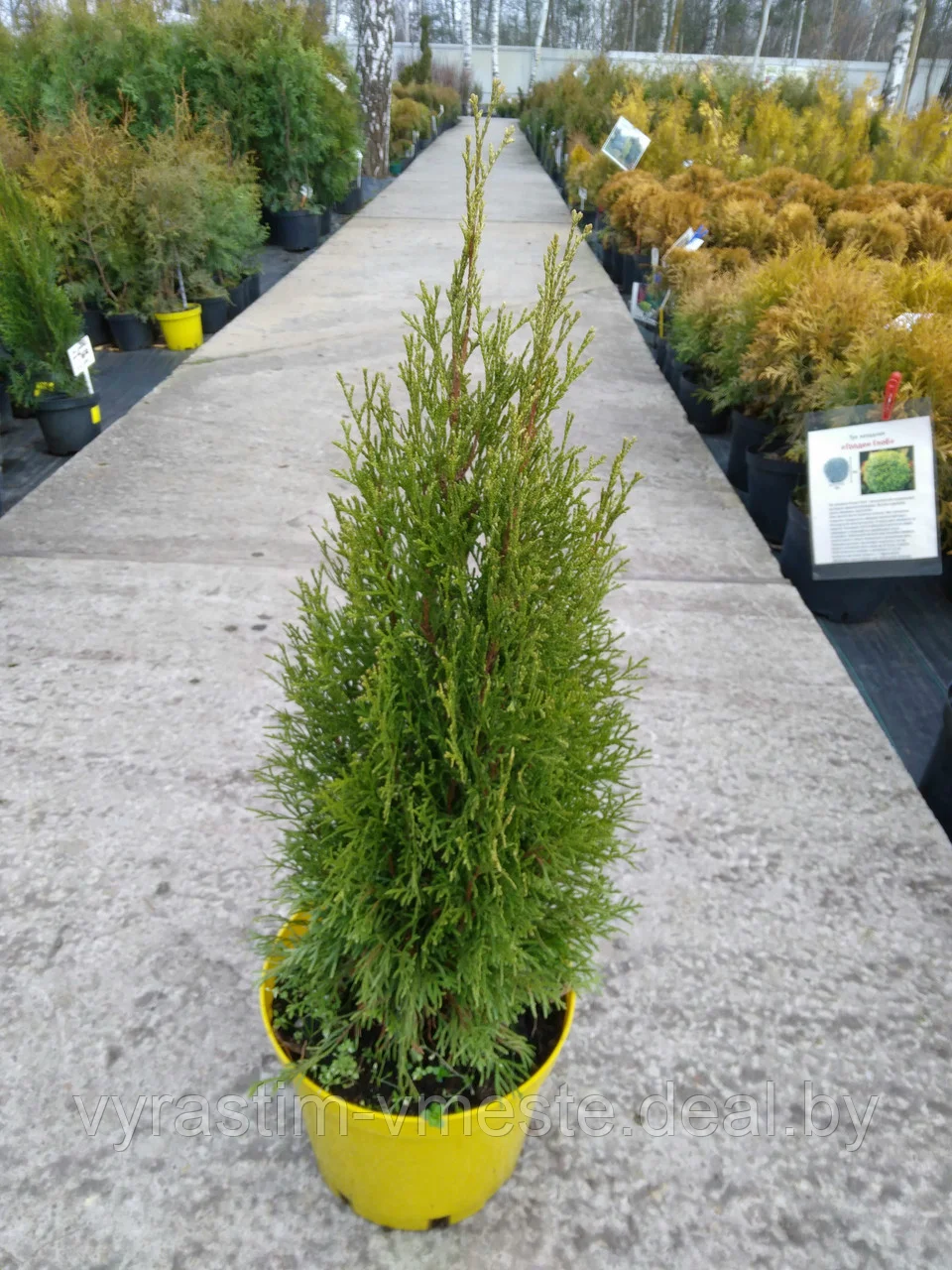 Туя западная Смарагд Витбонт (Thuja occidentalis Smaragd Witbont) С3