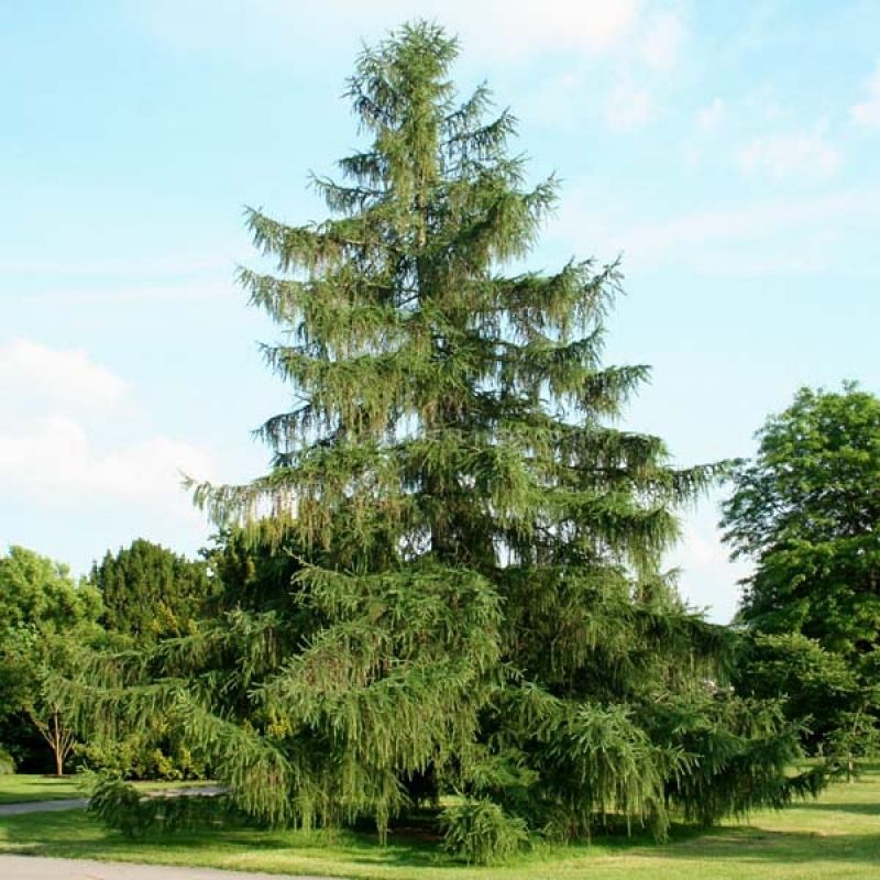 Лиственница европейская (Larix decidua) С7,5 выс.80-130см