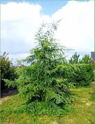 Лиственница японская  (Larix kaempferi ) С7,5 В. 130-200 см