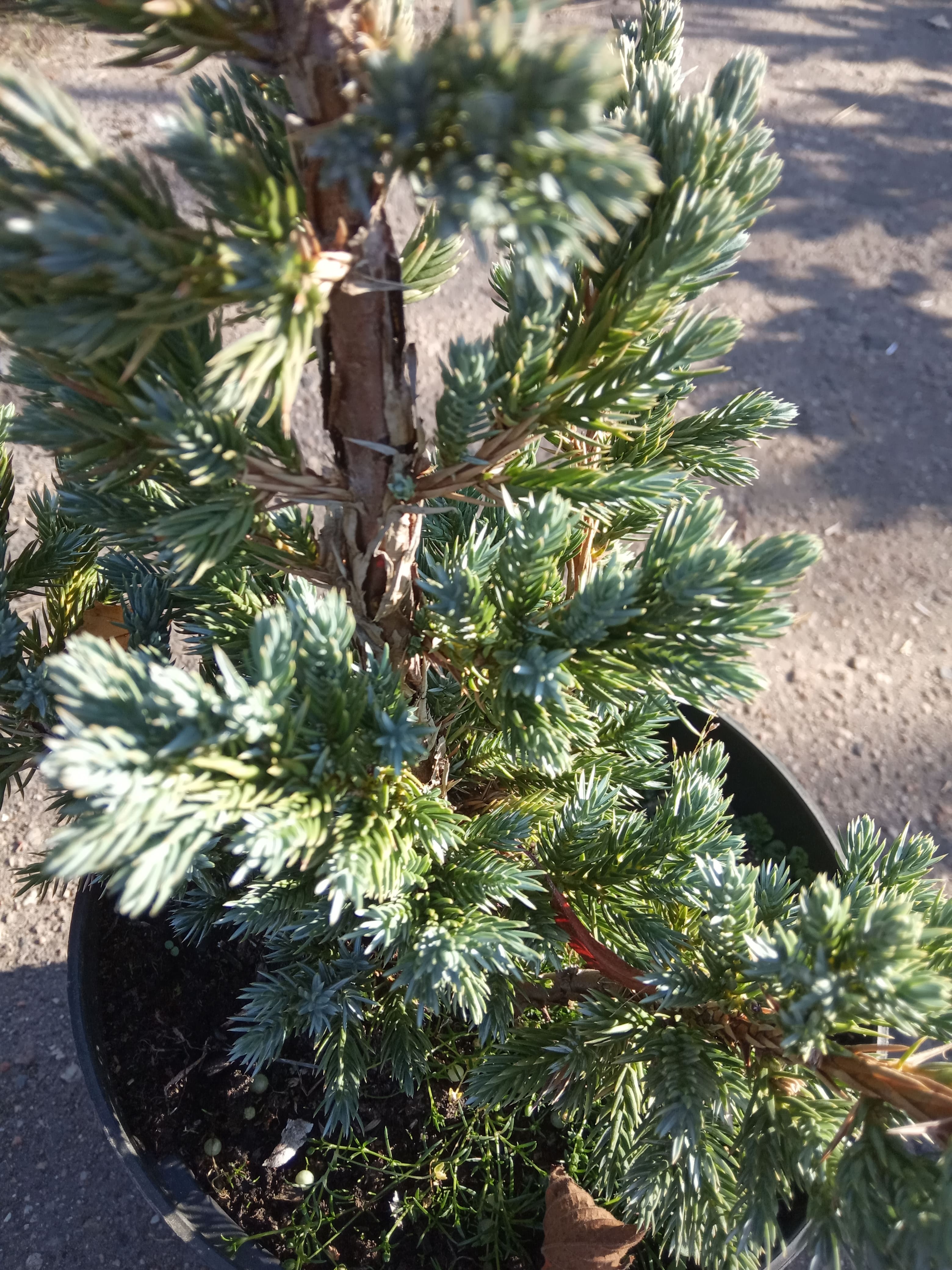 Можжевельник чешуйчатый &laquo;Мейери&raquo;  (Juniperus squamata &laquo;Meyeri&raquo;), С3, диам:30см
