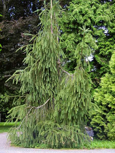 Ель обыкновенная Виргата (Picea abies Virgata), С10, выс. 150-160 см