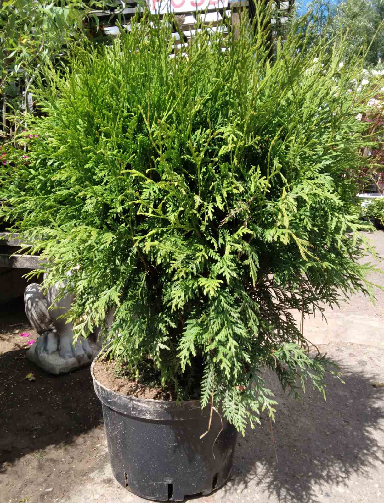 Туя западная Глобоса (Thuja occidentalis 'Globosa') 50-70 см