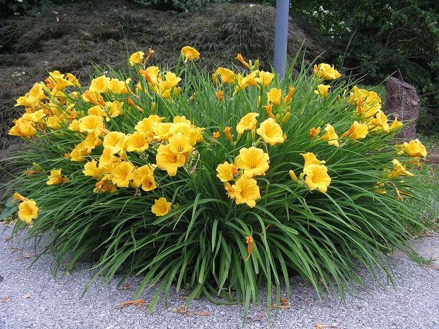 Лилейник "Stella de Oro" (Hemerocallis Stella de Oro), С2