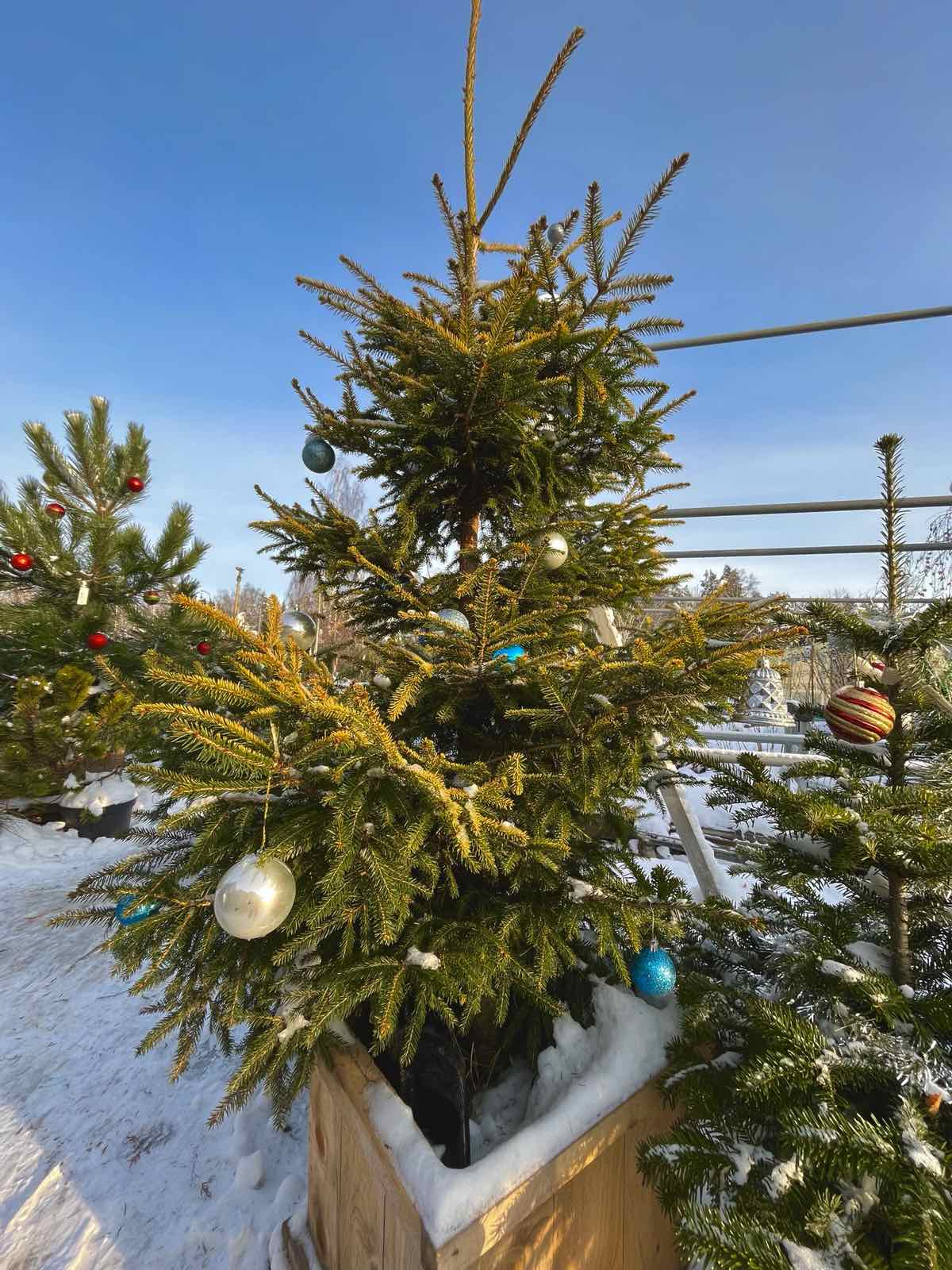 Ель обыкновенная Ауреа (Picea abies Aurea), С35, выс.210 см