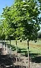 Клен Остролистный (Acer platanoides), С85 В.250-300