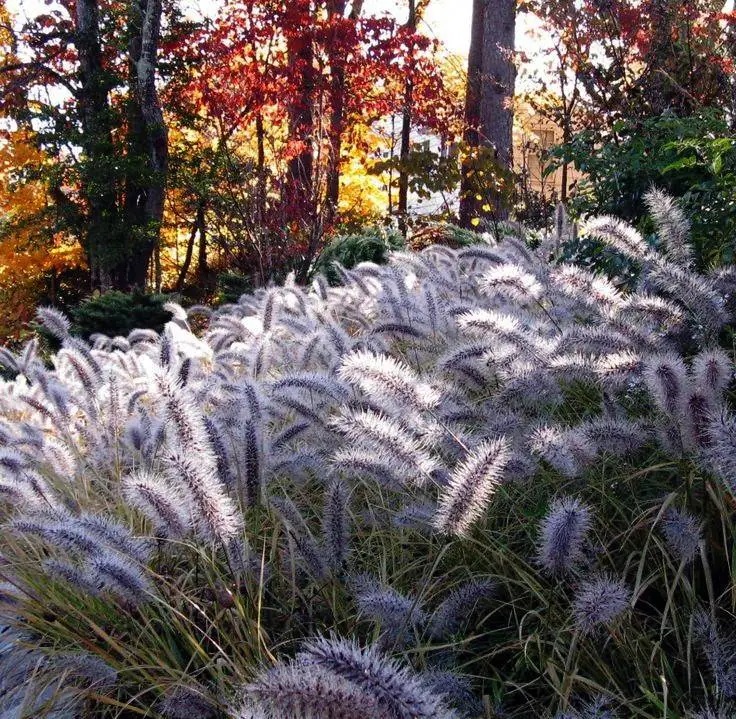 Пеннисетум лисохвостовый Маудри (Pennisetum-alopecuroides Moudry) С3