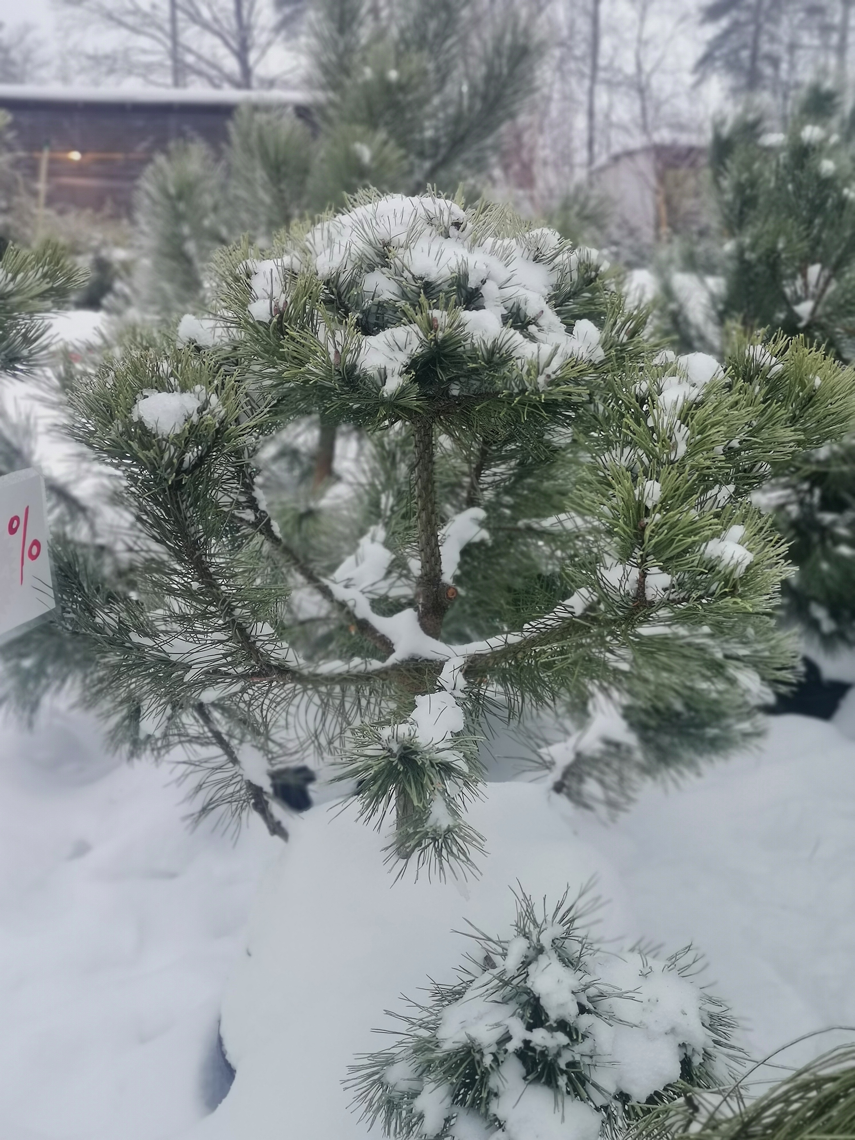 Сосна (бонсай) унцината / унчината крючковатая (Pinus uncinata) С50 выс.115 см. 