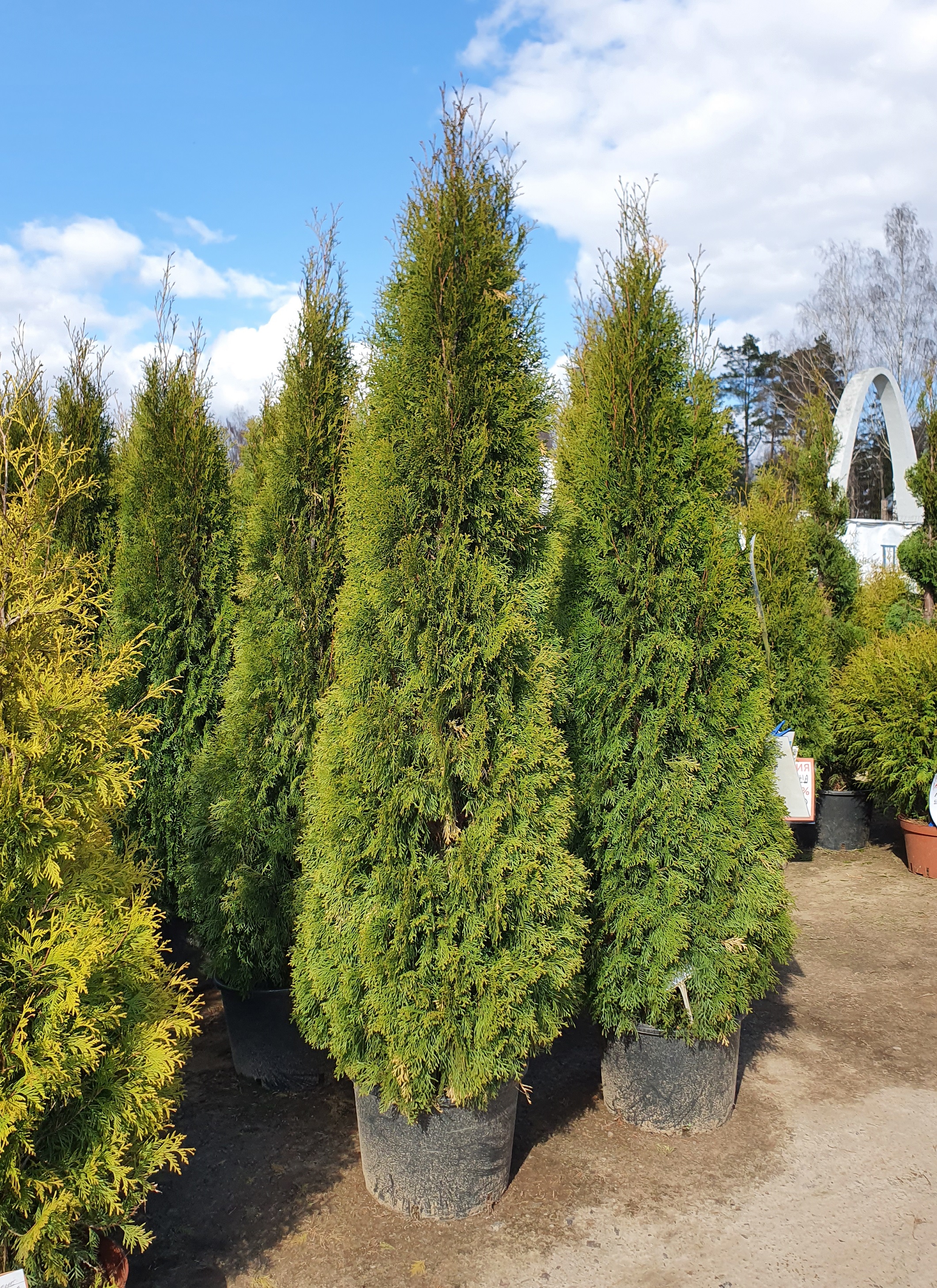 Туя  западная  Смарагд  (Thuja occidentalis  Smaragd) 200-220см