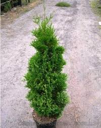 Туя западная Холмструп (Thuja occidentalis Holmstrup) С2 выс. 50-70 см