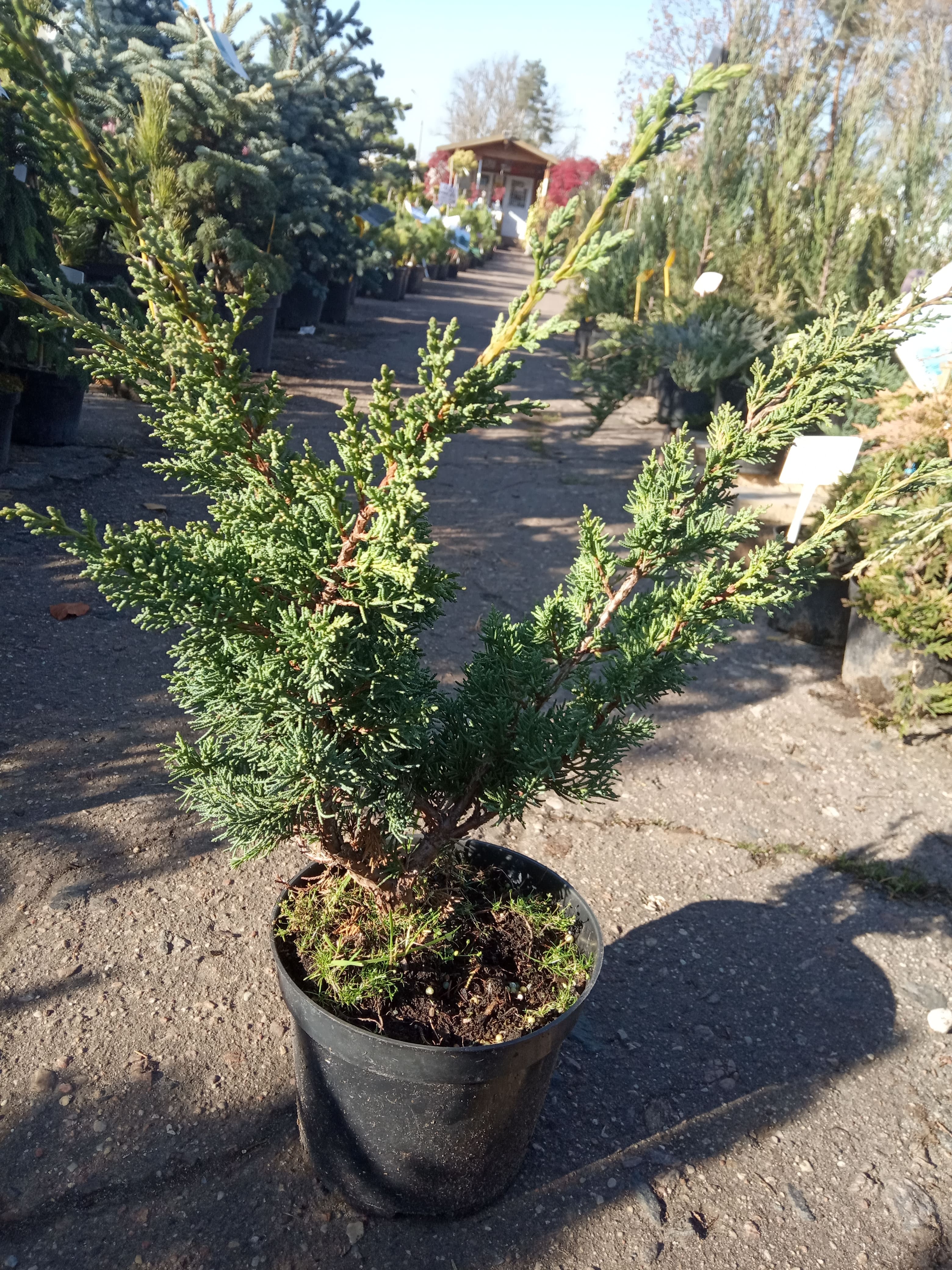 Можжевельник китайский &laquo;Блау&raquo;  (Juniperus chinensis &laquo;Blaauw&raquo; ) С5 В.40-50 см
