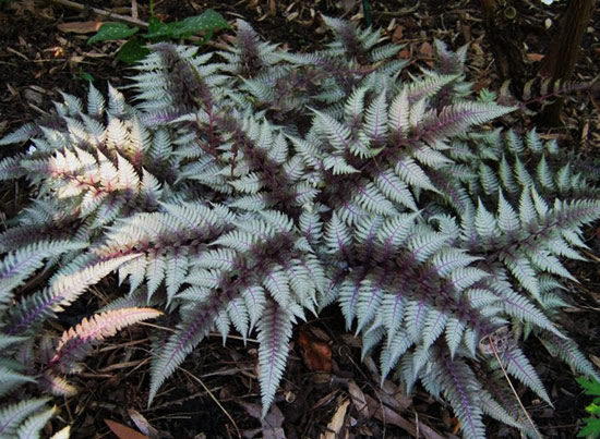 Папоротник качедыжник Ред Бьюти (Athyrium nipponicum 'Red Beauty') С5