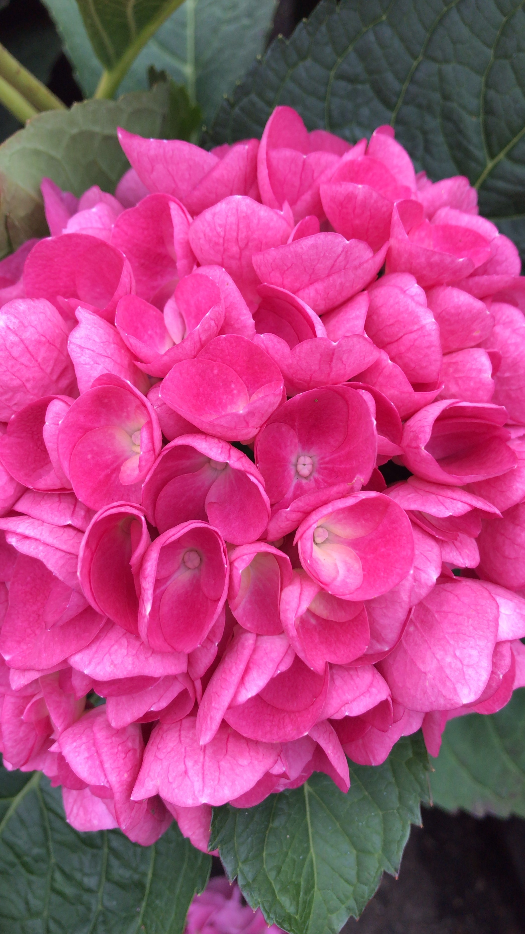 Гортензия Макрофила розовая (Hydrangea Macrophylla)