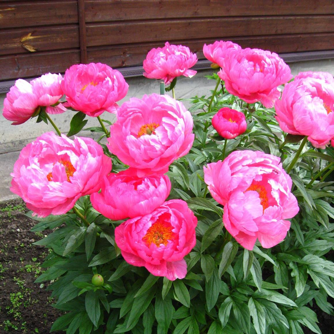 Пион Цитерия (Pae&oacute;nia 'Cytherea') С5