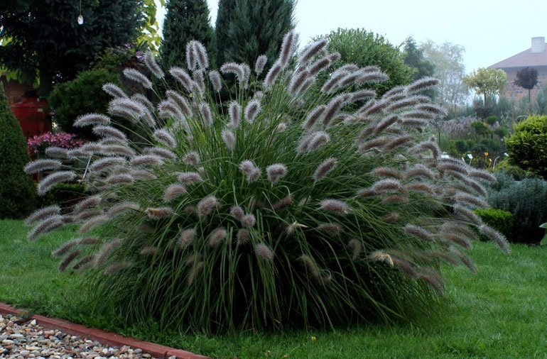 Пеннисетум (Pennisetum) С3