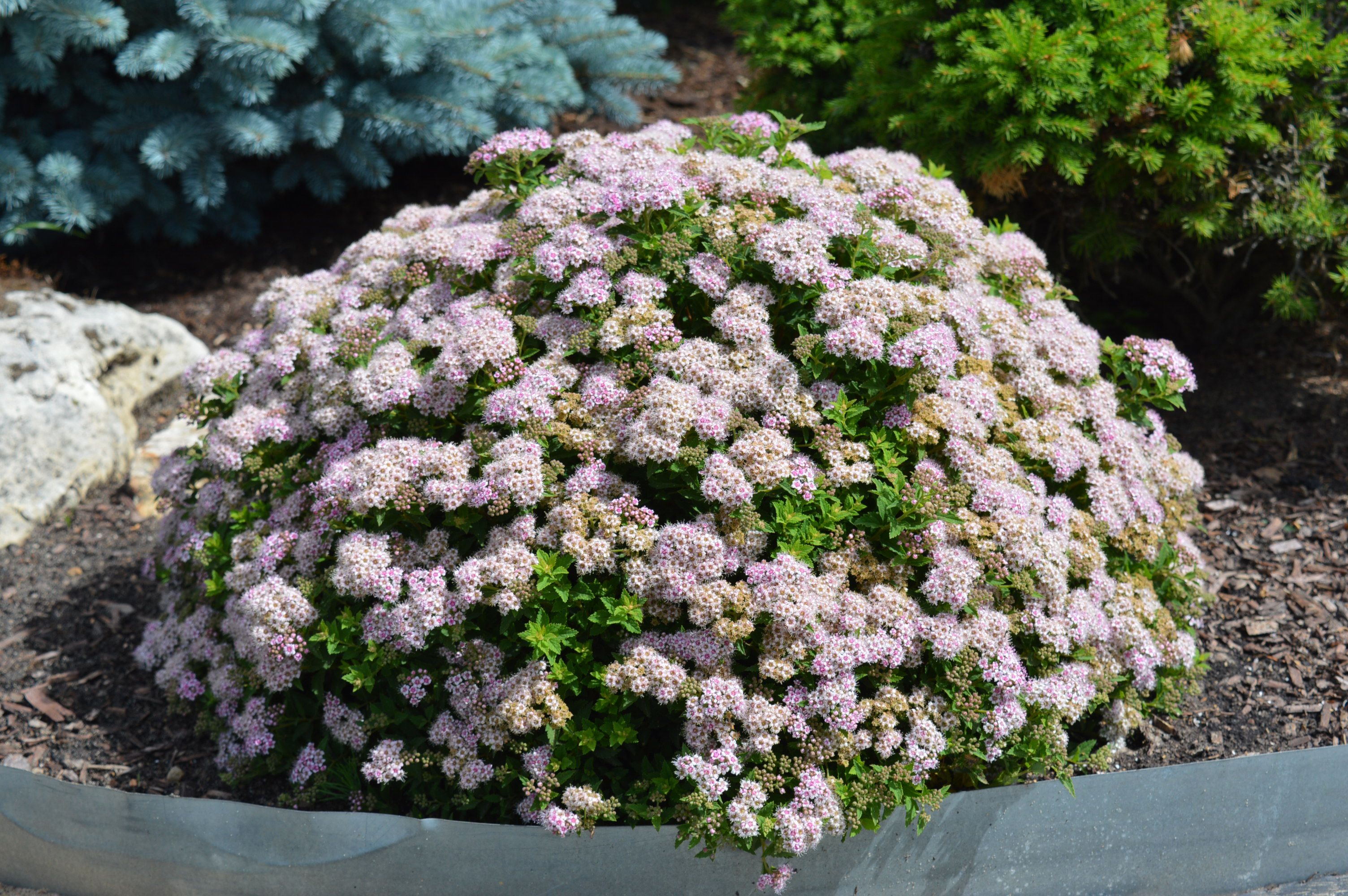 Спирея японская Джапаниз Драфт (Spiraea japonica Japanese Dwarf)  С3, 30-40 см