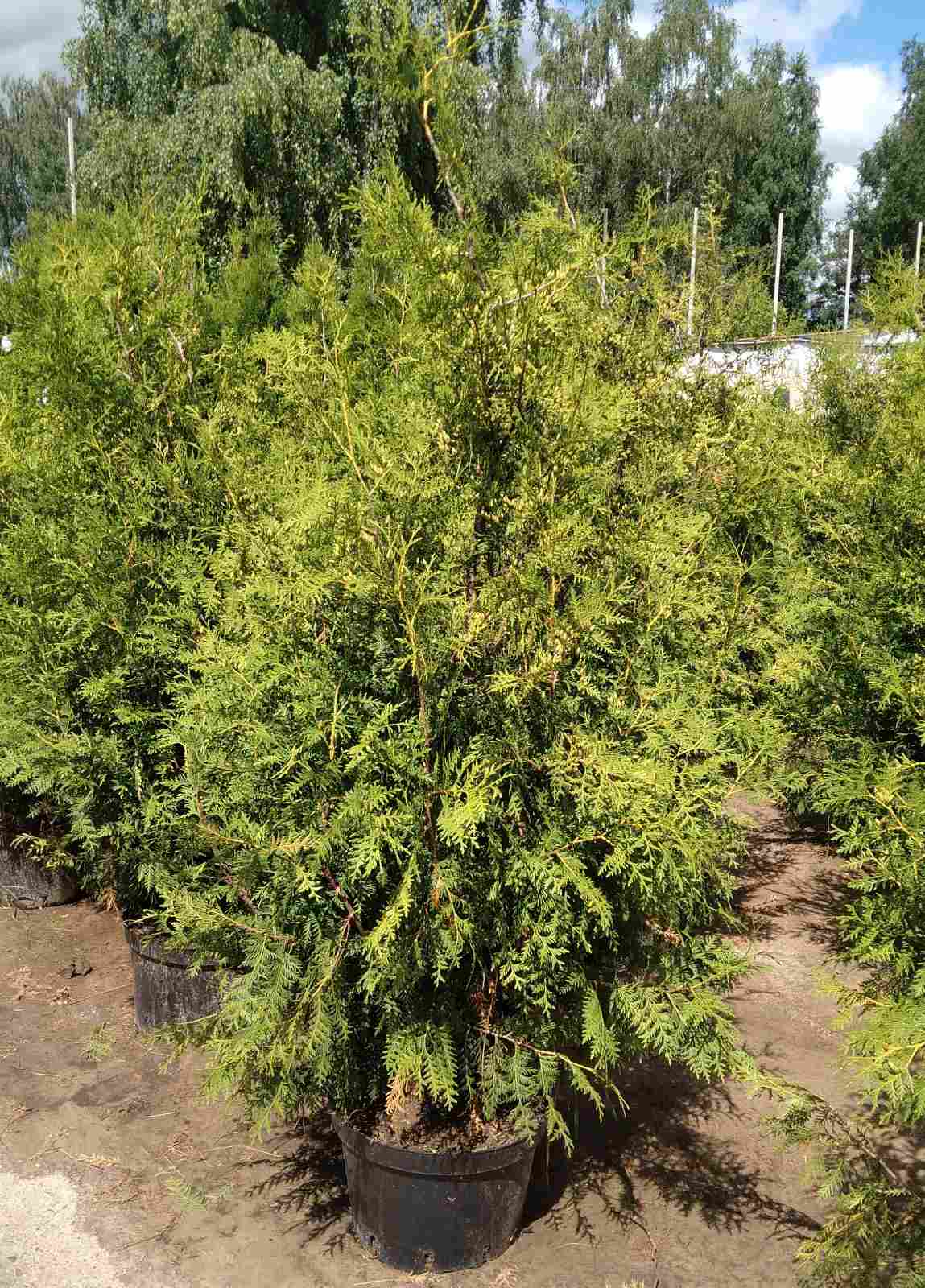 Туя западная Брабант (Thuja occidentalis Brabant) 160-190 см, С20 