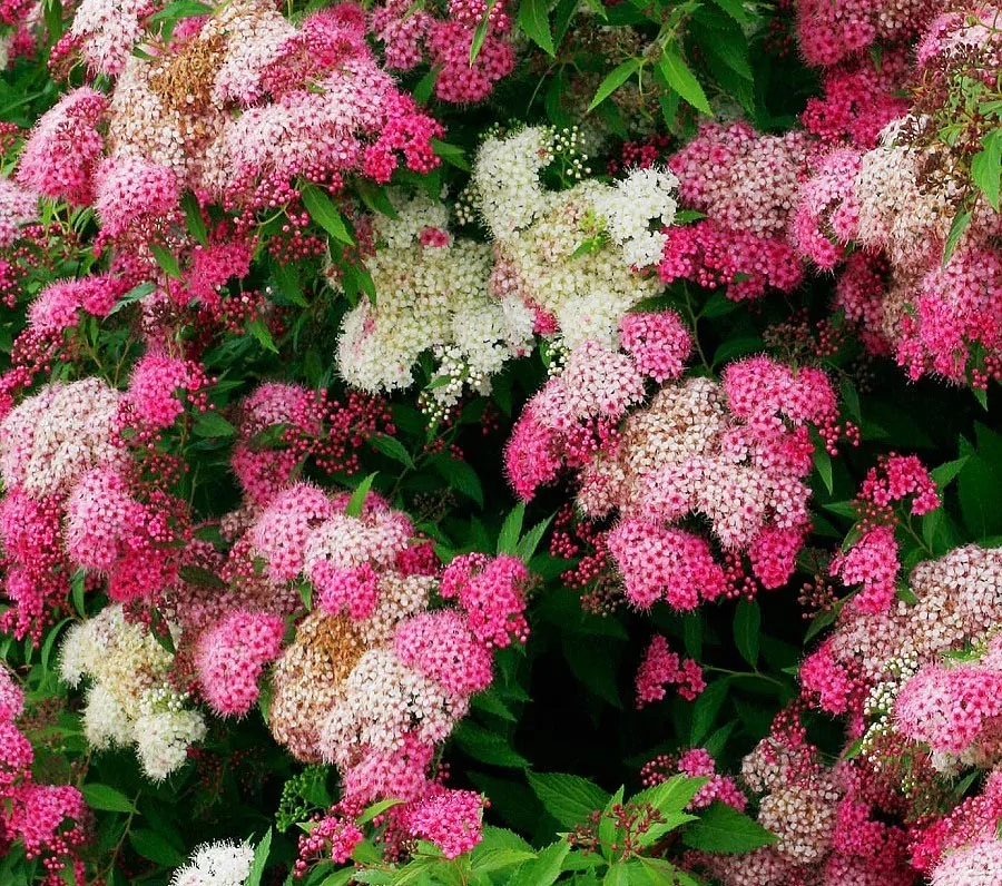 Спирея японская Дженпей Широбана (Spiraea japonica Genpei Shirobana) С3, 40 см