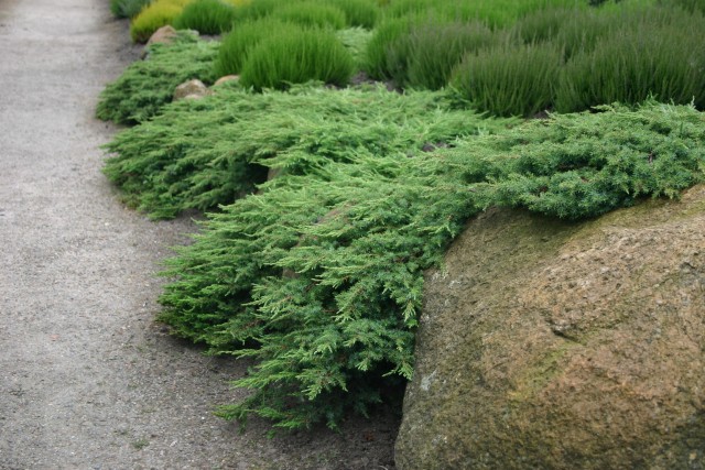 Можжевельник обыкновенный  Грин Карпет  (Juniperus  communis  'Green Carpet&rsquo;), С3, диам:40-45см