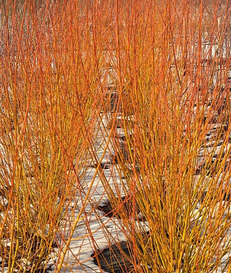 Ива Пламя (Salix Flamma) С3, выс: 90-120 см