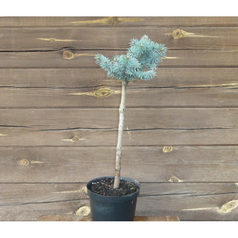 Ель колючая Глаука Глобоса на штамбе (Piсea pungens Glauca Globosa), С7.5, выс 70-100